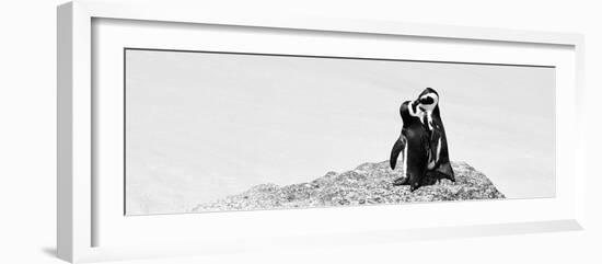 Awesome South Africa Collection Panoramic - Penguins Kissing B&W-Philippe Hugonnard-Framed Photographic Print