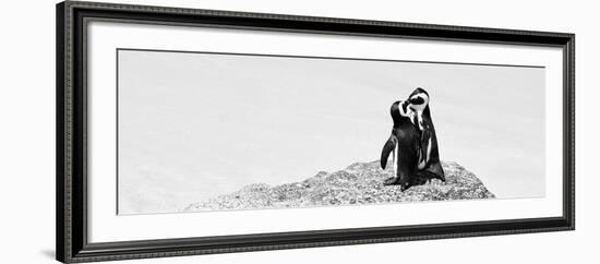 Awesome South Africa Collection Panoramic - Penguins Kissing B&W-Philippe Hugonnard-Framed Photographic Print