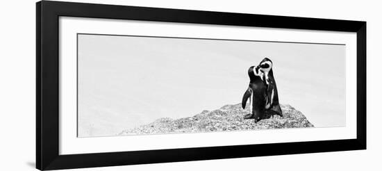 Awesome South Africa Collection Panoramic - Penguins Kissing B&W-Philippe Hugonnard-Framed Photographic Print