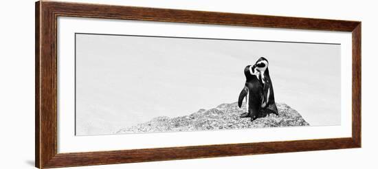 Awesome South Africa Collection Panoramic - Penguins Kissing B&W-Philippe Hugonnard-Framed Photographic Print