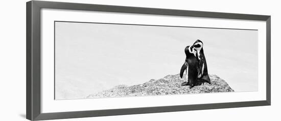 Awesome South Africa Collection Panoramic - Penguins Kissing B&W-Philippe Hugonnard-Framed Photographic Print