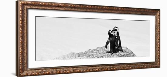 Awesome South Africa Collection Panoramic - Penguins Kissing B&W-Philippe Hugonnard-Framed Photographic Print