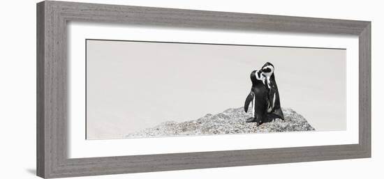 Awesome South Africa Collection Panoramic - Penguins Kissing-Philippe Hugonnard-Framed Photographic Print