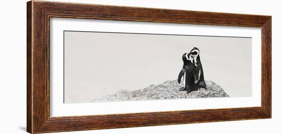 Awesome South Africa Collection Panoramic - Penguins Kissing-Philippe Hugonnard-Framed Photographic Print