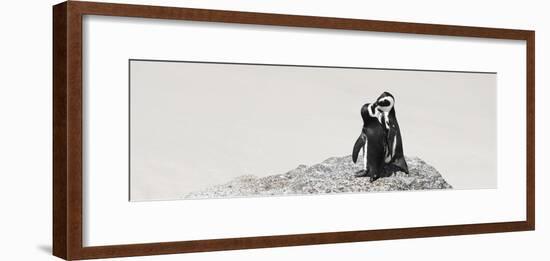 Awesome South Africa Collection Panoramic - Penguins Kissing-Philippe Hugonnard-Framed Photographic Print