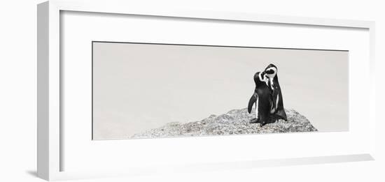 Awesome South Africa Collection Panoramic - Penguins Kissing-Philippe Hugonnard-Framed Photographic Print