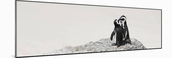 Awesome South Africa Collection Panoramic - Penguins Kissing-Philippe Hugonnard-Mounted Photographic Print