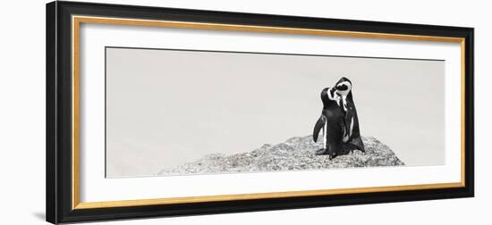 Awesome South Africa Collection Panoramic - Penguins Kissing-Philippe Hugonnard-Framed Photographic Print