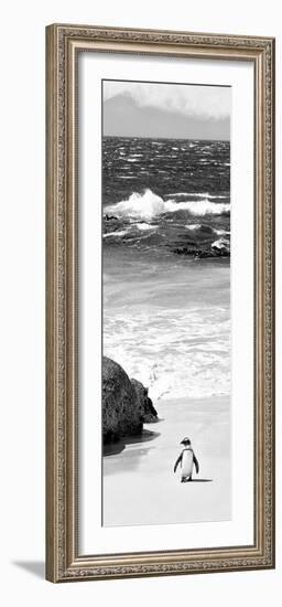 Awesome South Africa Collection Panoramic - Penguins on the Beach B&W-Philippe Hugonnard-Framed Photographic Print