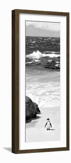 Awesome South Africa Collection Panoramic - Penguins on the Beach B&W-Philippe Hugonnard-Framed Photographic Print