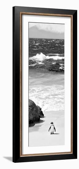 Awesome South Africa Collection Panoramic - Penguins on the Beach B&W-Philippe Hugonnard-Framed Photographic Print