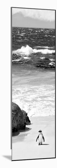 Awesome South Africa Collection Panoramic - Penguins on the Beach B&W-Philippe Hugonnard-Mounted Photographic Print