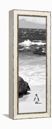 Awesome South Africa Collection Panoramic - Penguins on the Beach B&W-Philippe Hugonnard-Framed Premier Image Canvas