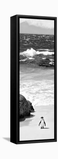 Awesome South Africa Collection Panoramic - Penguins on the Beach B&W-Philippe Hugonnard-Framed Premier Image Canvas