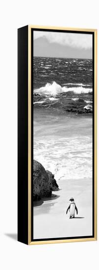 Awesome South Africa Collection Panoramic - Penguins on the Beach B&W-Philippe Hugonnard-Framed Premier Image Canvas