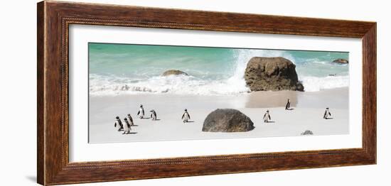 Awesome South Africa Collection Panoramic - Penguins on the Beach II-Philippe Hugonnard-Framed Photographic Print