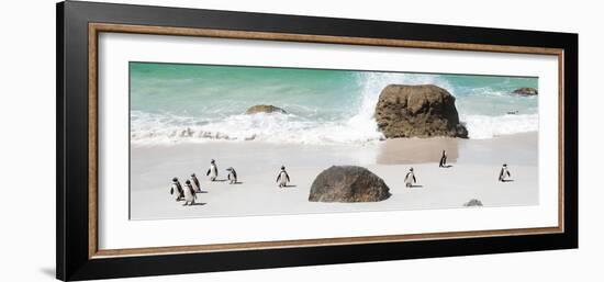 Awesome South Africa Collection Panoramic - Penguins on the Beach II-Philippe Hugonnard-Framed Photographic Print