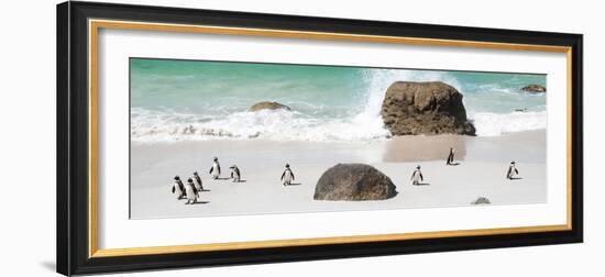 Awesome South Africa Collection Panoramic - Penguins on the Beach II-Philippe Hugonnard-Framed Photographic Print