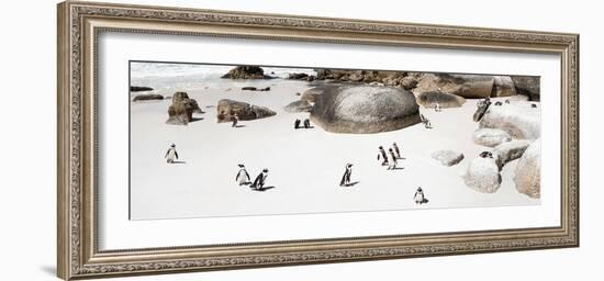 Awesome South Africa Collection Panoramic - Penguins on the Beach IV-Philippe Hugonnard-Framed Photographic Print