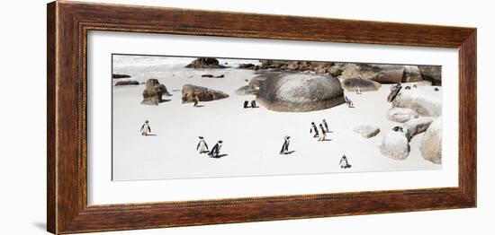 Awesome South Africa Collection Panoramic - Penguins on the Beach IV-Philippe Hugonnard-Framed Photographic Print