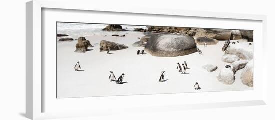 Awesome South Africa Collection Panoramic - Penguins on the Beach IV-Philippe Hugonnard-Framed Photographic Print