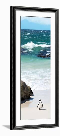 Awesome South Africa Collection Panoramic - Penguins on the Beach V-Philippe Hugonnard-Framed Photographic Print