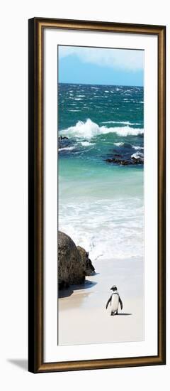 Awesome South Africa Collection Panoramic - Penguins on the Beach V-Philippe Hugonnard-Framed Photographic Print