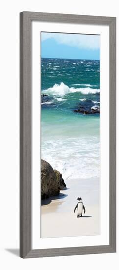 Awesome South Africa Collection Panoramic - Penguins on the Beach V-Philippe Hugonnard-Framed Photographic Print