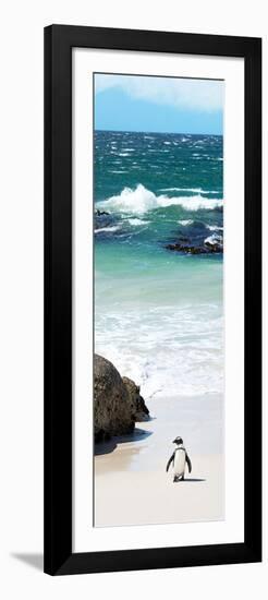 Awesome South Africa Collection Panoramic - Penguins on the Beach V-Philippe Hugonnard-Framed Photographic Print