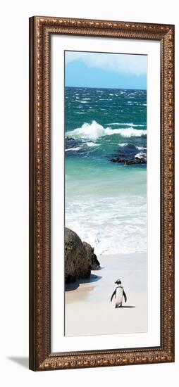 Awesome South Africa Collection Panoramic - Penguins on the Beach V-Philippe Hugonnard-Framed Photographic Print