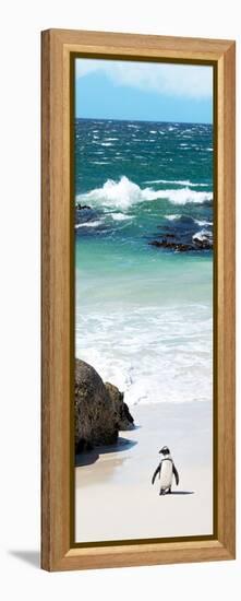 Awesome South Africa Collection Panoramic - Penguins on the Beach V-Philippe Hugonnard-Framed Premier Image Canvas