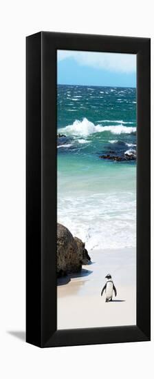 Awesome South Africa Collection Panoramic - Penguins on the Beach V-Philippe Hugonnard-Framed Premier Image Canvas