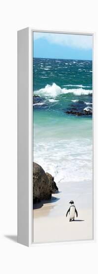 Awesome South Africa Collection Panoramic - Penguins on the Beach V-Philippe Hugonnard-Framed Premier Image Canvas