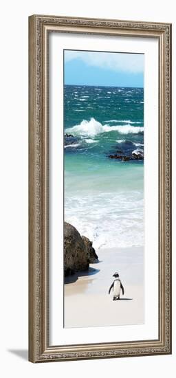 Awesome South Africa Collection Panoramic - Penguins on the Beach V-Philippe Hugonnard-Framed Photographic Print