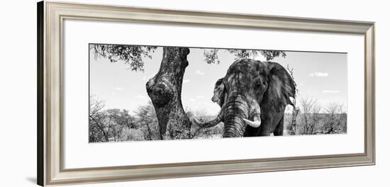 Awesome South Africa Collection Panoramic - Portrait of African Elephant in Savannah II B&W-Philippe Hugonnard-Framed Photographic Print