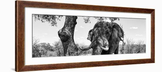 Awesome South Africa Collection Panoramic - Portrait of African Elephant in Savannah II B&W-Philippe Hugonnard-Framed Photographic Print