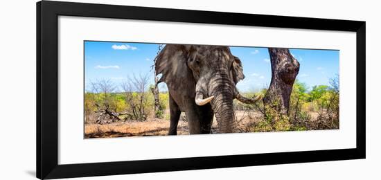 Awesome South Africa Collection Panoramic - Portrait of African Elephant in Savannah III-Philippe Hugonnard-Framed Photographic Print