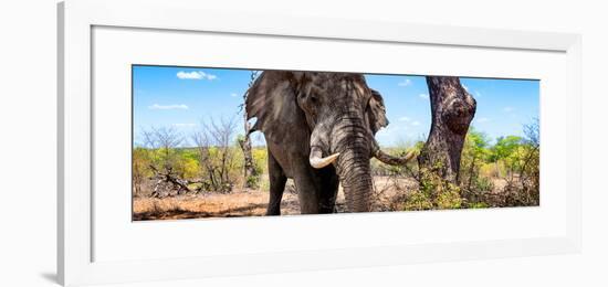 Awesome South Africa Collection Panoramic - Portrait of African Elephant in Savannah III-Philippe Hugonnard-Framed Photographic Print