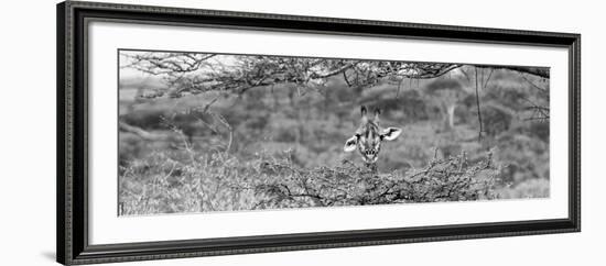 Awesome South Africa Collection Panoramic - Portrait of Giraffe Peering through Tree B&W-Philippe Hugonnard-Framed Photographic Print