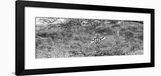 Awesome South Africa Collection Panoramic - Portrait of Giraffe Peering through Tree B&W-Philippe Hugonnard-Framed Photographic Print