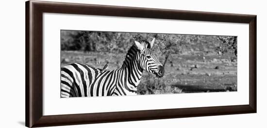 Awesome South Africa Collection Panoramic - Redbilled Oxpecker on Burchell's Zebra II B&W-Philippe Hugonnard-Framed Photographic Print