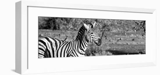 Awesome South Africa Collection Panoramic - Redbilled Oxpecker on Burchell's Zebra II B&W-Philippe Hugonnard-Framed Photographic Print