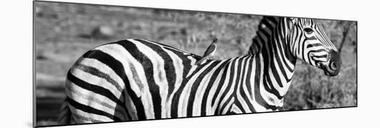 Awesome South Africa Collection Panoramic - Redbilled Oxpecker on Burchell's Zebra III B&W-Philippe Hugonnard-Mounted Photographic Print