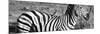 Awesome South Africa Collection Panoramic - Redbilled Oxpecker on Burchell's Zebra III B&W-Philippe Hugonnard-Mounted Photographic Print