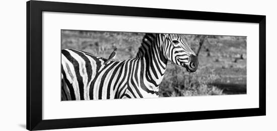 Awesome South Africa Collection Panoramic - Redbilled Oxpecker on Burchell's Zebra IV B&W-Philippe Hugonnard-Framed Photographic Print