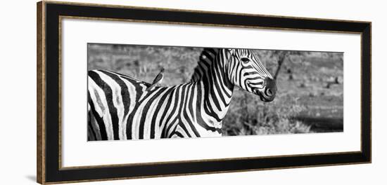 Awesome South Africa Collection Panoramic - Redbilled Oxpecker on Burchell's Zebra IV B&W-Philippe Hugonnard-Framed Photographic Print