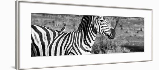 Awesome South Africa Collection Panoramic - Redbilled Oxpecker on Burchell's Zebra IV B&W-Philippe Hugonnard-Framed Photographic Print