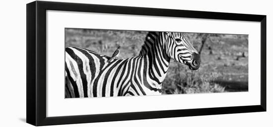 Awesome South Africa Collection Panoramic - Redbilled Oxpecker on Burchell's Zebra IV B&W-Philippe Hugonnard-Framed Photographic Print