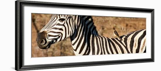 Awesome South Africa Collection Panoramic - Redbilled Oxpecker on Burchell's Zebra V-Philippe Hugonnard-Framed Photographic Print