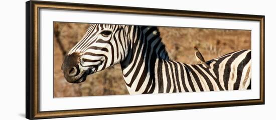 Awesome South Africa Collection Panoramic - Redbilled Oxpecker on Burchell's Zebra V-Philippe Hugonnard-Framed Photographic Print